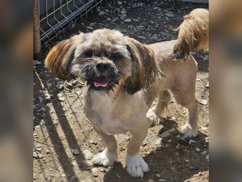 Timmy kleiner Shih-Tzu-Mischling sucht seinen Wirkungskreis