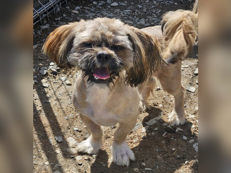 Timmy kleiner Shih-Tzu-Mischling sucht seinen Wirkungskreis