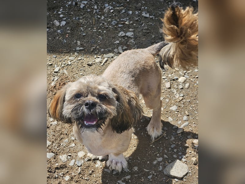 Timmy kleiner Shih-Tzu-Mischling sucht seinen Wirkungskreis