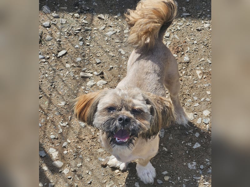 Timmy kleiner Shih-Tzu-Mischling sucht seinen Wirkungskreis