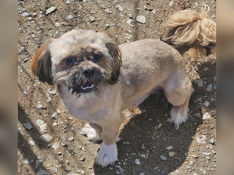 Timmy kleiner Shih-Tzu-Mischling sucht seinen Wirkungskreis