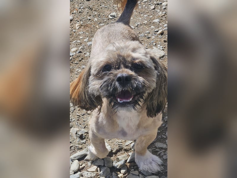 Timmy kleiner Shih-Tzu-Mischling sucht seinen Wirkungskreis