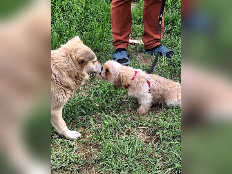 Bob sucht am Liebsten mit Schwester ein Zuhause