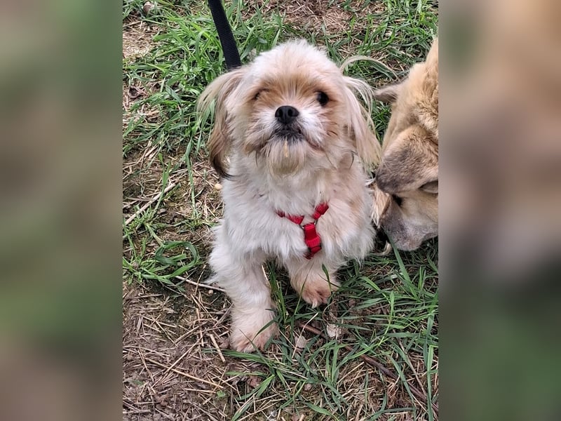 Bob sucht am Liebsten mit Schwester ein Zuhause