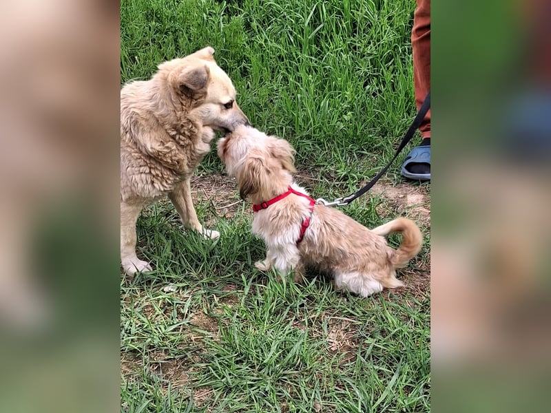 Bob sucht am Liebsten mit Schwester ein Zuhause