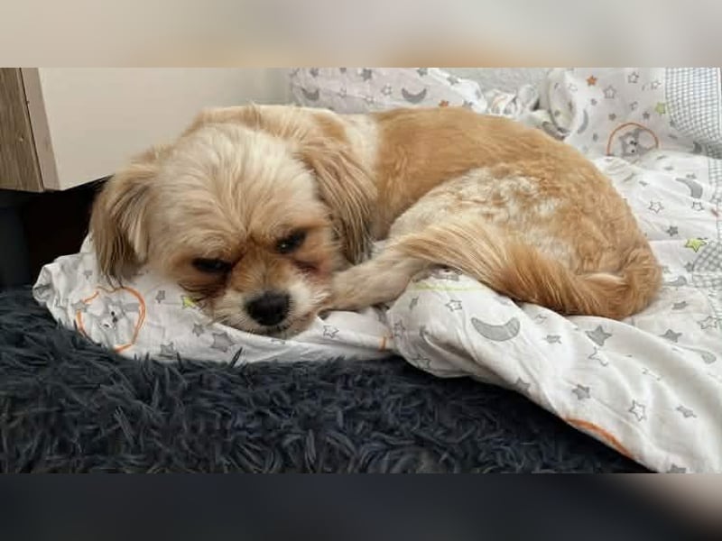 Bob sucht am Liebsten mit Schwester ein Zuhause