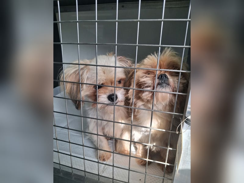 Bob sucht am Liebsten mit Schwester ein Zuhause