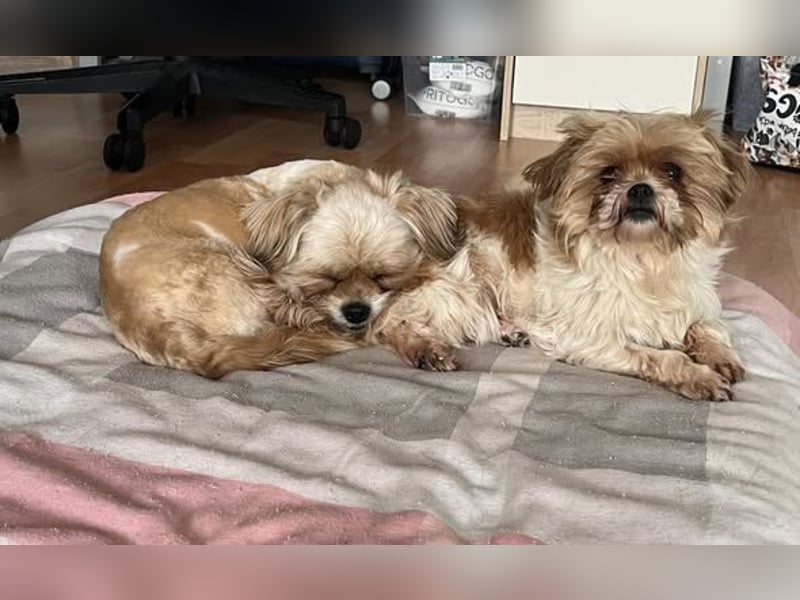 Bob sucht am Liebsten mit Schwester ein Zuhause