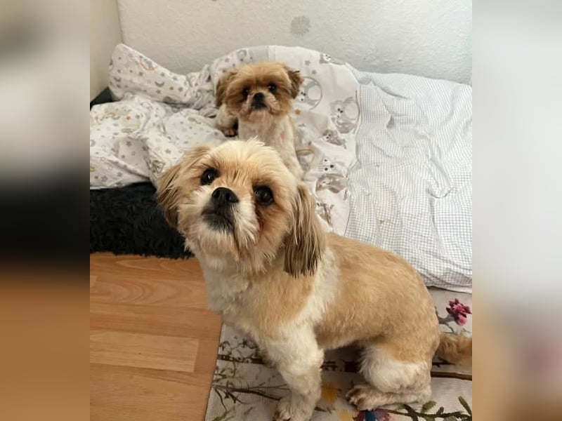 Bob sucht am Liebsten mit Schwester ein Zuhause