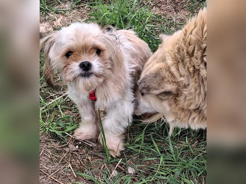 Bob sucht am Liebsten mit Schwester ein Zuhause