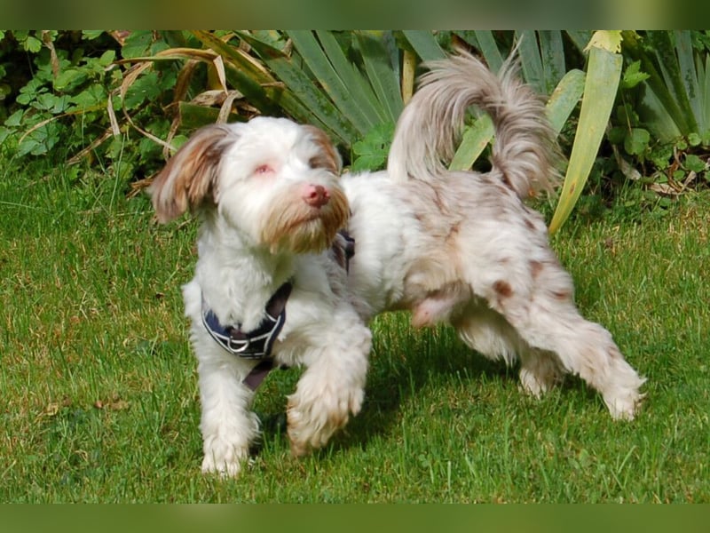 Eddi - kleines Sorgenkind braucht Geduld und Zeit - Tierhilfe Franken e.V.