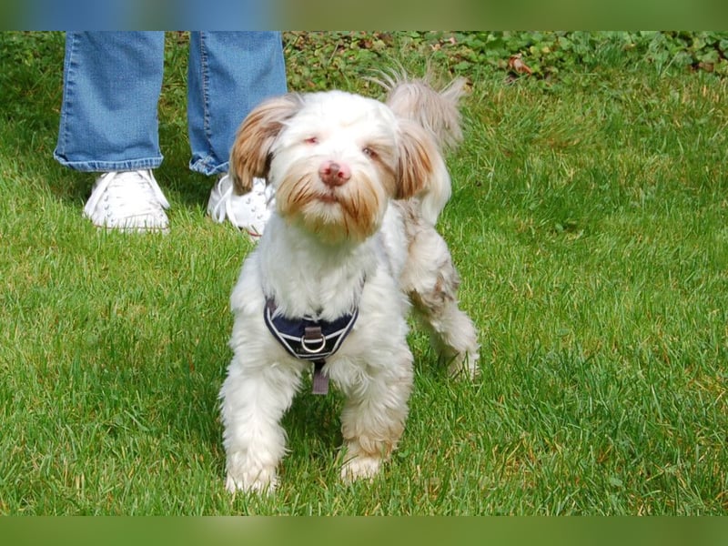 Eddi - kleines Sorgenkind braucht Geduld und Zeit - Tierhilfe Franken e.V.