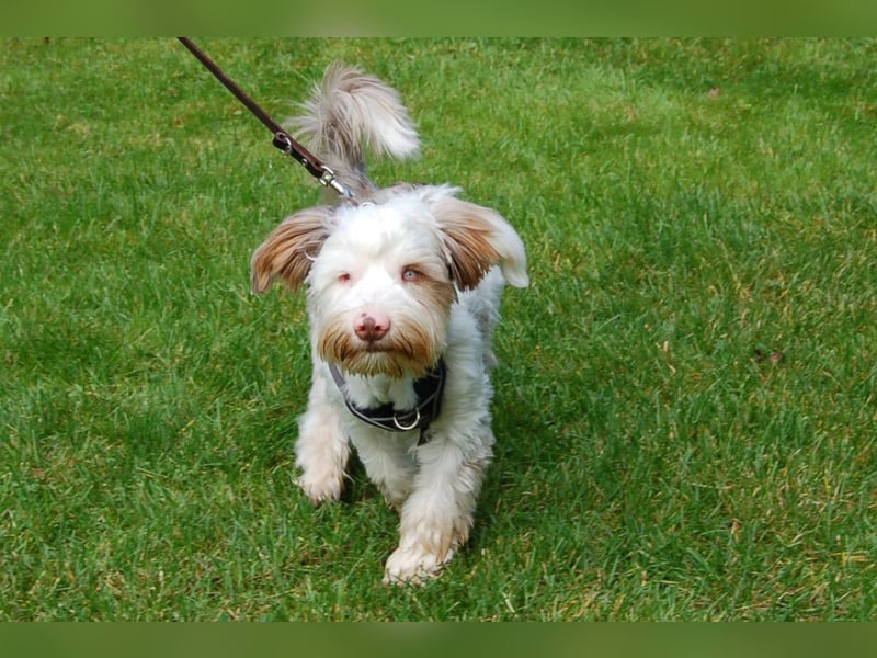 Eddi - kleines Sorgenkind braucht Geduld und Zeit - Tierhilfe Franken e.V.