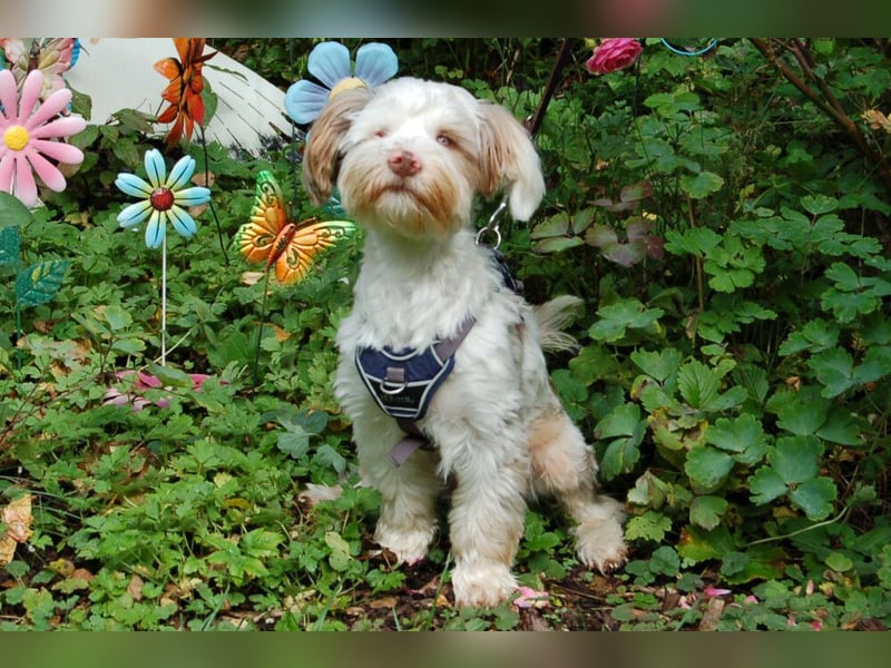 Eddi - kleines Sorgenkind braucht Geduld und Zeit - Tierhilfe Franken e.V.