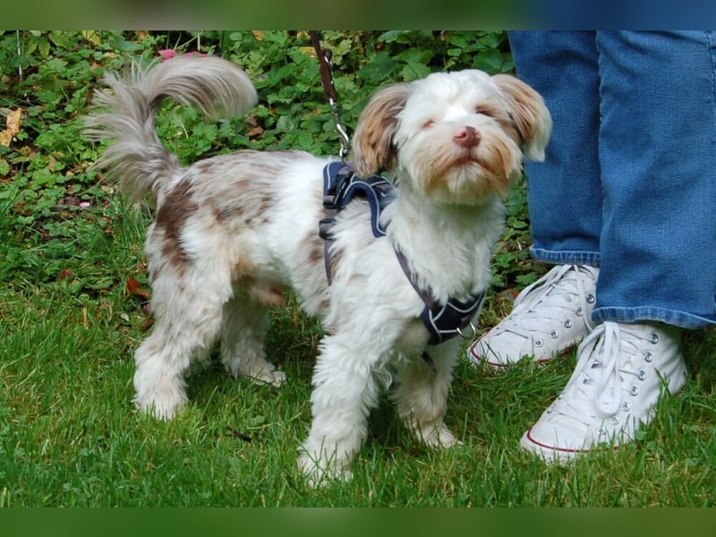 Eddi - kleines Sorgenkind braucht Geduld und Zeit - Tierhilfe Franken e.V.