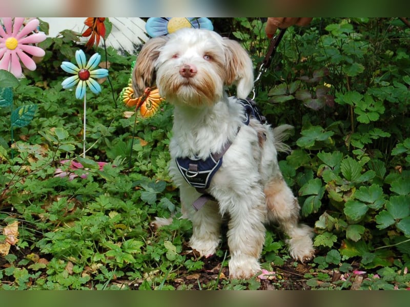Eddi - kleines Sorgenkind braucht Geduld und Zeit - Tierhilfe Franken e.V.