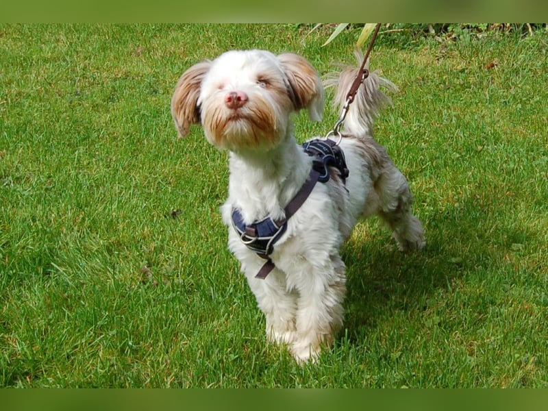 Eddi - kleines Sorgenkind braucht Geduld und Zeit - Tierhilfe Franken e.V.