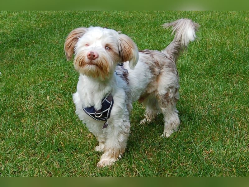 Eddi - kleines Sorgenkind braucht Geduld und Zeit - Tierhilfe Franken e.V.