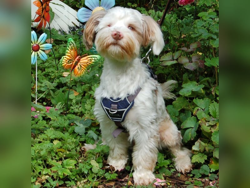 Eddi - kleines Sorgenkind braucht Geduld und Zeit - Tierhilfe Franken e.V.