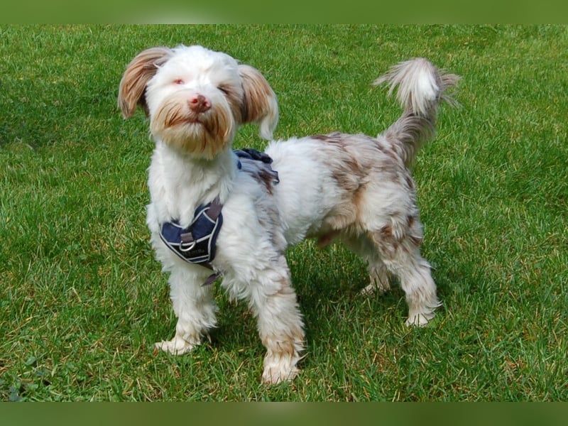 Eddi - kleines Sorgenkind braucht Geduld und Zeit - Tierhilfe Franken e.V.