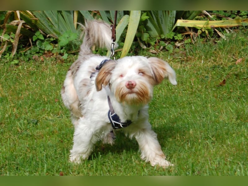 Eddi - kleines Sorgenkind braucht Geduld und Zeit - Tierhilfe Franken e.V.