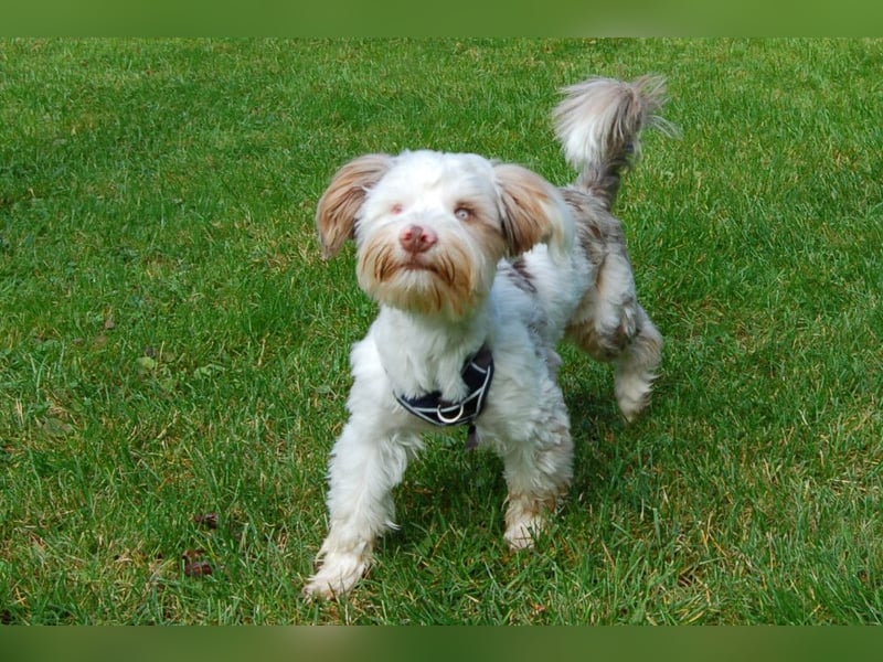 Eddi - kleines Sorgenkind braucht Geduld und Zeit - Tierhilfe Franken e.V.