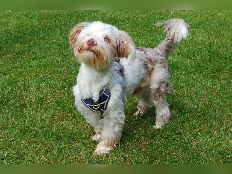 Eddi - kleines Sorgenkind braucht Geduld und Zeit - Tierhilfe Franken e.V.