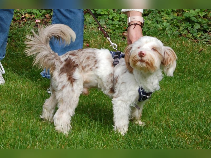 Eddi - kleines Sorgenkind braucht Geduld und Zeit - Tierhilfe Franken e.V.