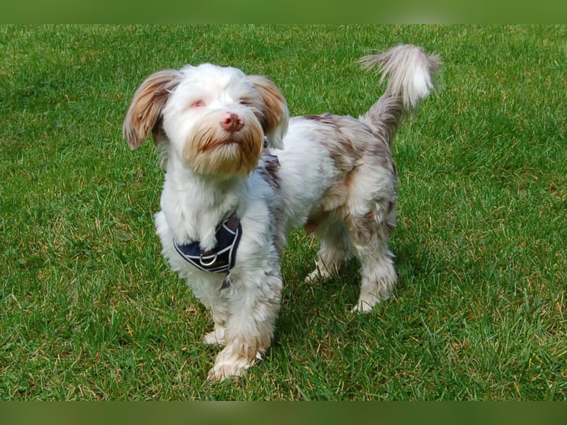 Eddi - kleines Sorgenkind braucht Geduld und Zeit - Tierhilfe Franken e.V.