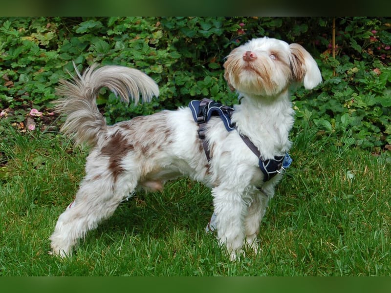 Eddi - kleines Sorgenkind braucht Geduld und Zeit - Tierhilfe Franken e.V.