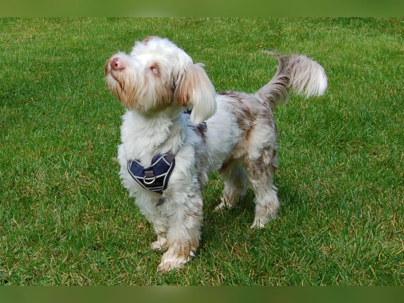 Eddi - kleines Sorgenkind braucht Geduld und Zeit - Tierhilfe Franken e.V.