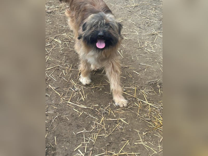 Marek - kleine Wuschelmaus