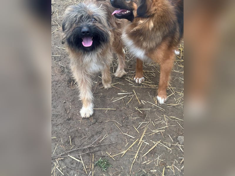 Marek - kleine Wuschelmaus