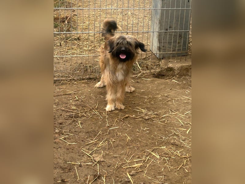 Marek - kleine Wuschelmaus