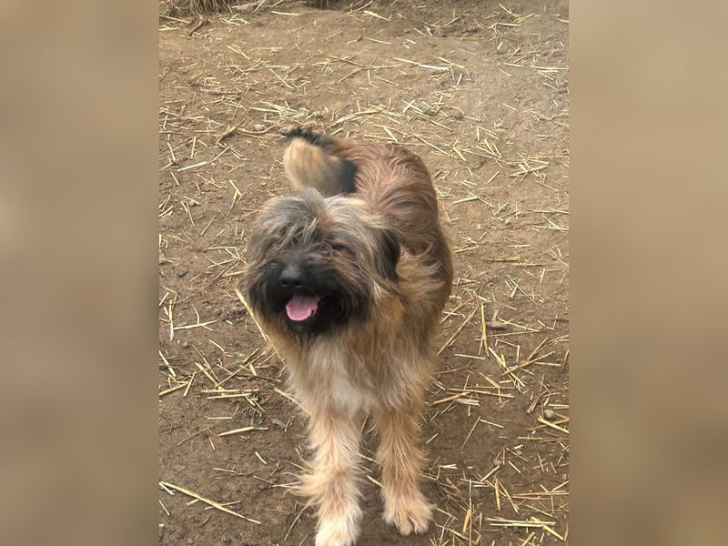 Marek - kleine Wuschelmaus