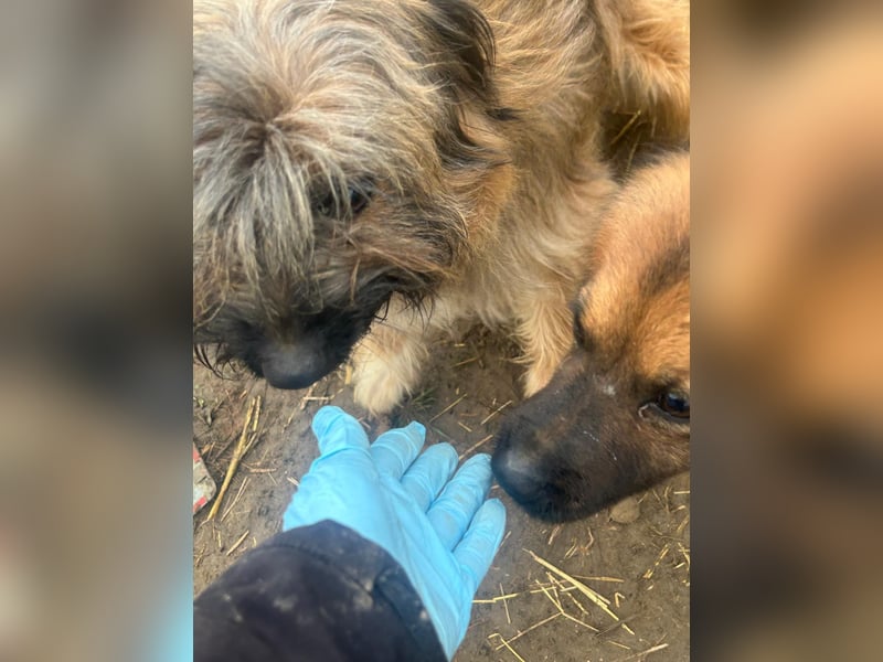 Marek - kleine Wuschelmaus