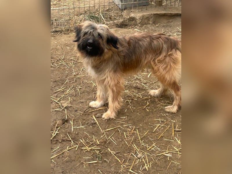 Marek - kleine Wuschelmaus