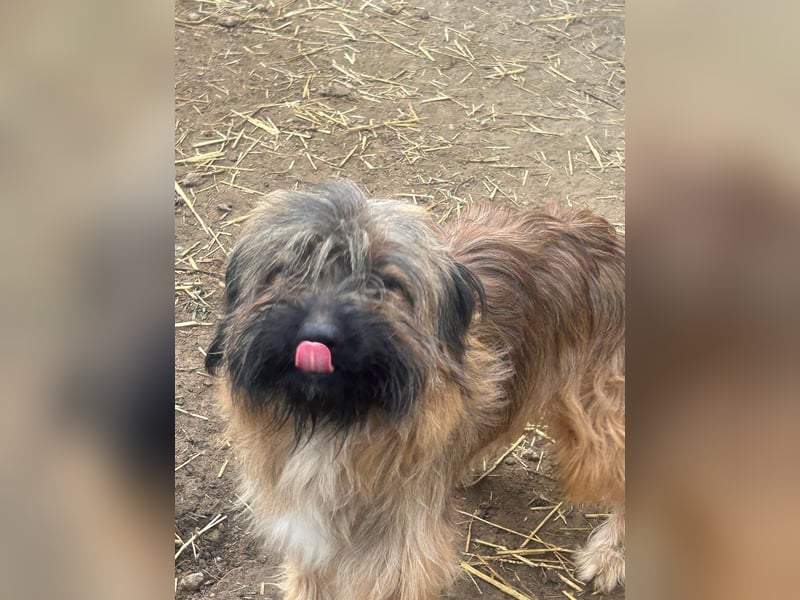 Marek - kleine Wuschelmaus