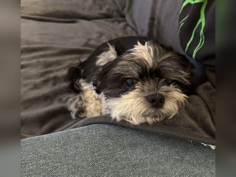 Morty – kleiner Herzenshund sucht seine Menschen 