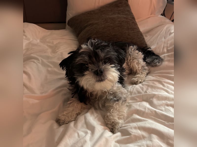 Morty – kleiner Herzenshund sucht seine Menschen 