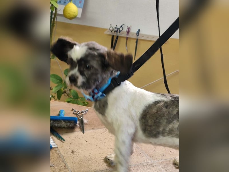 BERRY - der fröhliche kleine Racker möchte mit DIR den Rest seines Lebens verbringen!