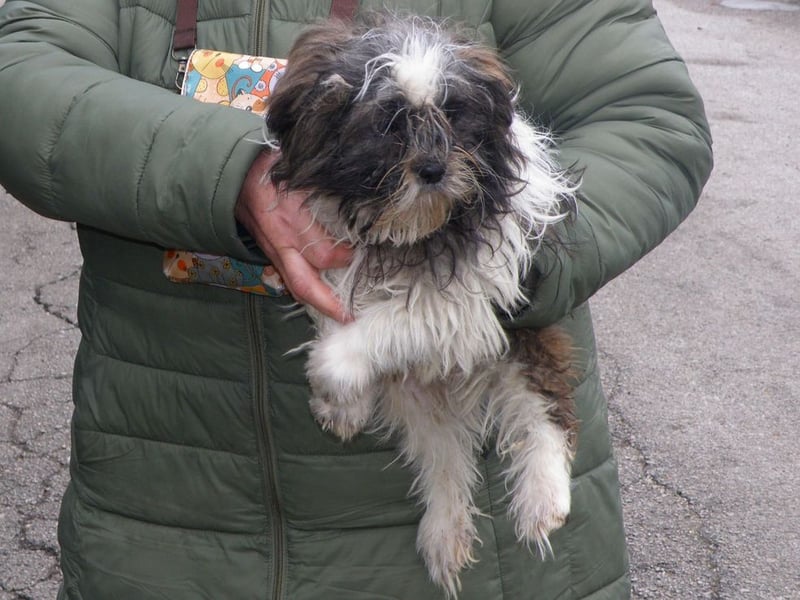 BERRY - der fröhliche kleine Racker möchte mit DIR den Rest seines Lebens verbringen!