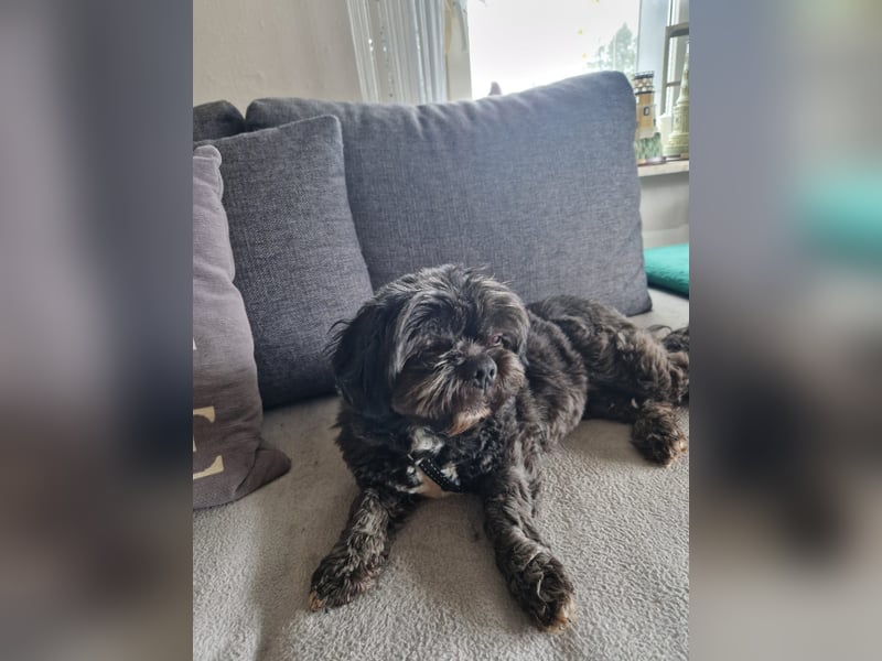 Nelly, liebes Shih Tzu Mischlingsmädchen geb. 2021