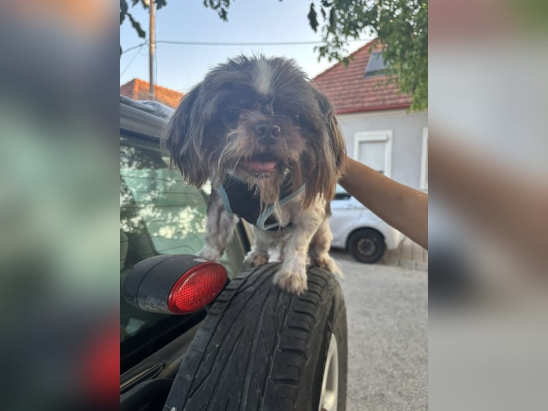 Max, fröhlicher Shih Tzu, geb. 2019