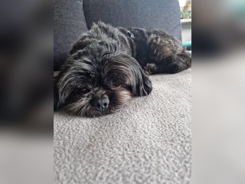 Nelly, liebes Shih Tzu Mischlingsmädchen geb. 2021