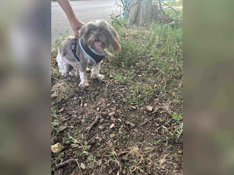 Max, fröhlicher Shih Tzu, geb. 2019