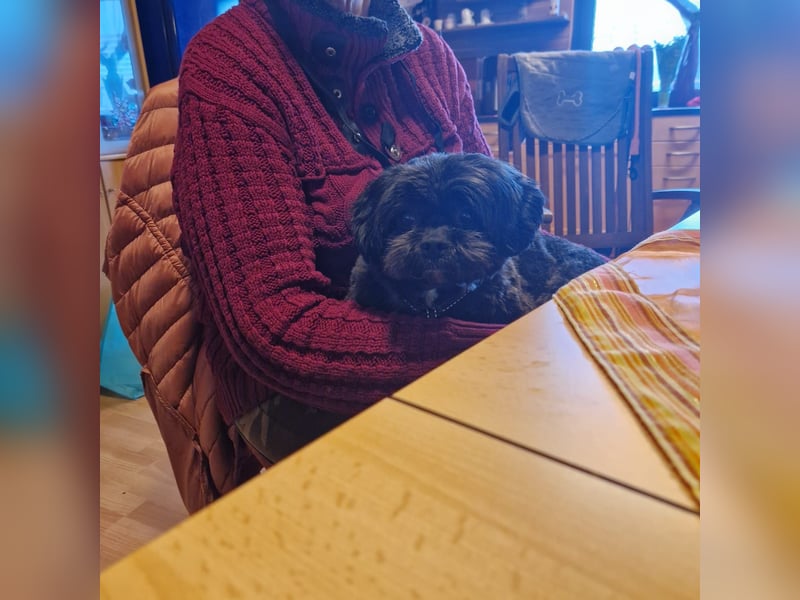 Nelly, liebes Shih Tzu Mischlingsmädchen geb. 2021