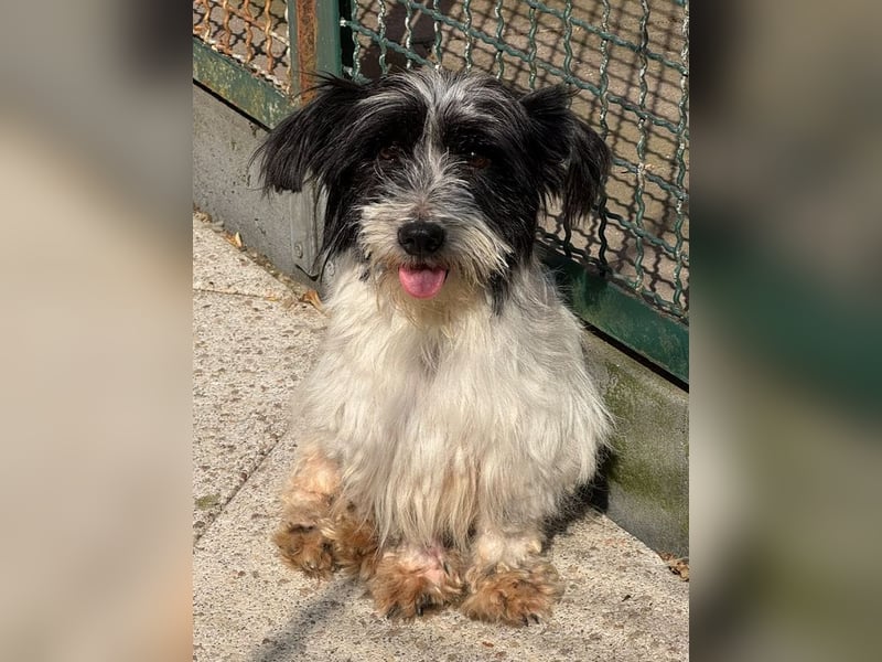 ♥MALY♥ neu auf Pflegestelle in Köln - süße, ganz zutrauliche, aktuell zu dünne kleine Hündin 27cm