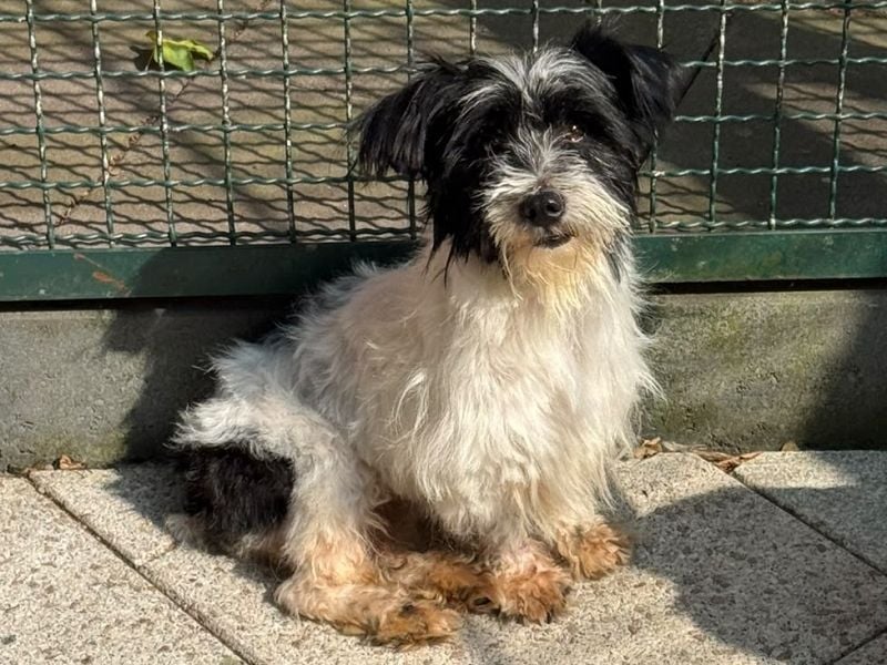 ♥MALY♥ neu auf Pflegestelle in Köln - süße, ganz zutrauliche, aktuell zu dünne kleine Hündin 27cm