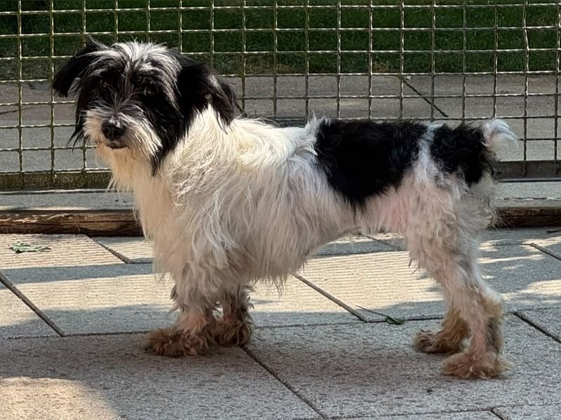 ♥MALY♥ neu auf Pflegestelle in Köln - süße, ganz zutrauliche, aktuell zu dünne kleine Hündin 27cm
